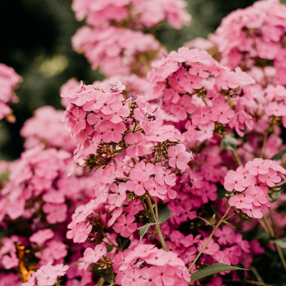 It's @showwstoppa, Your Posher! - Picture 4 of 5